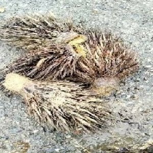 defect_train (1023).jpg