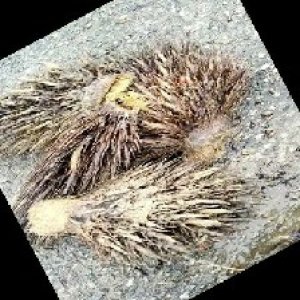 defect_train (1024).jpg