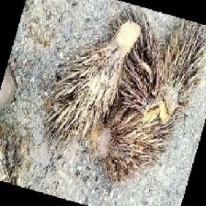 defect_train (1025).jpg