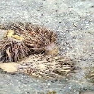 defect_train (1027).jpg