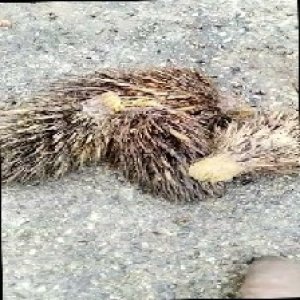 defect_train (1029).jpg