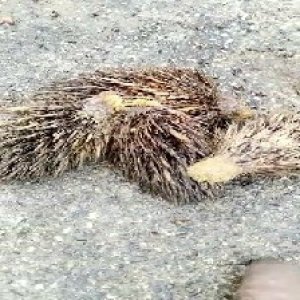 defect_train (1030).jpg