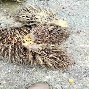 defect_train (1035).jpg