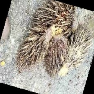 defect_train (1036).jpg