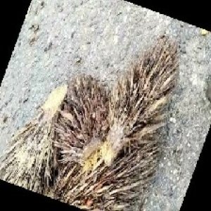 defect_train (1037).jpg