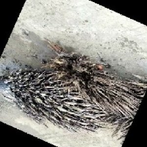 defect_train (104).jpg