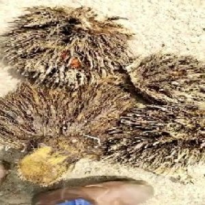 defect_train (1096).jpg