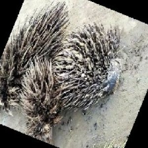 defect_train (110).jpg