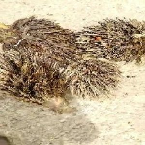 defect_train (1102).jpg