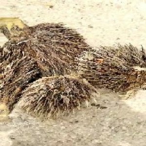 defect_train (1104).jpg