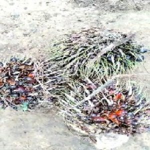 defect_train (1110).jpg