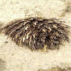 defect_train (1117).jpg