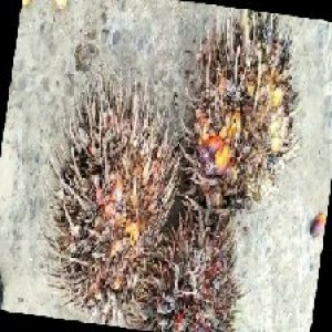 overripe_train (1015).jpg