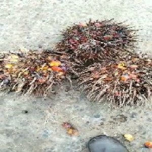 overripe_train (1018).jpg