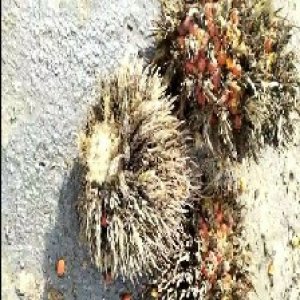 overripe_train (1025).jpg