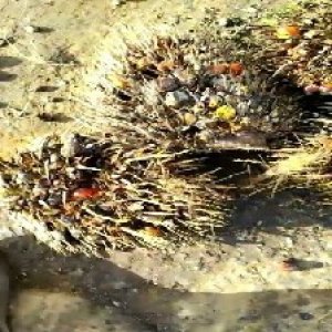 overripe_train (1029).jpg