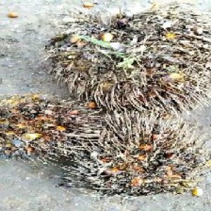 overripe_train (1051).jpg