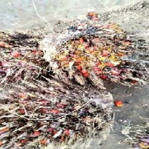 overripe_train (1061).jpg