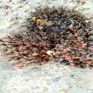 overripe_train (1088).jpg