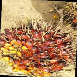 ripe_train (1006).jpg