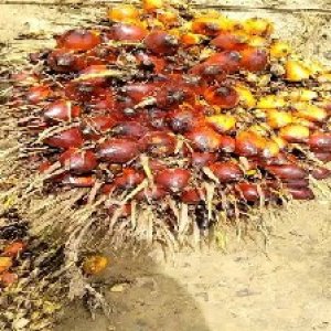 ripe_train (1007).jpg