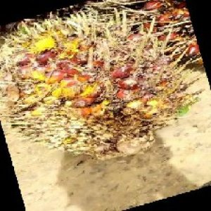 ripe_train (1021).jpg