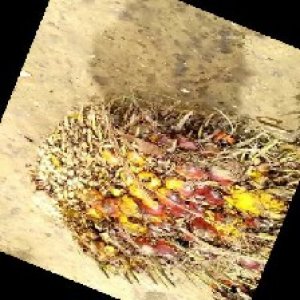 ripe_train (1030).jpg