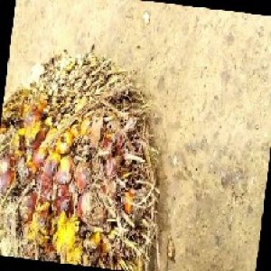 ripe_train (1033).jpg