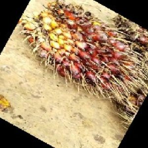 ripe_train (1040).jpg