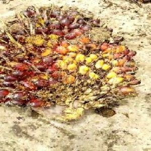 ripe_train (108).jpg