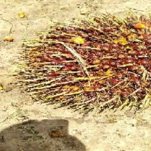 ripe_train (1143).jpg