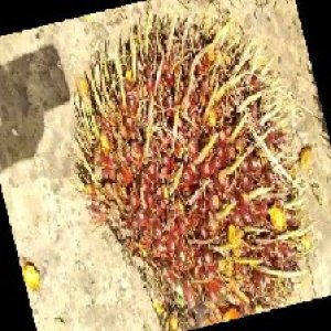 ripe_train (1146).jpg