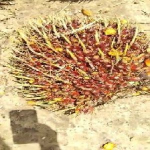 ripe_train (1147).jpg