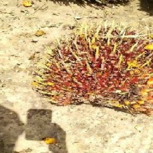 ripe_train (1149).jpg