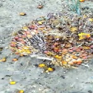 ripe_train (1160).jpg