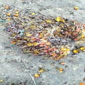 ripe_train (1165).jpg