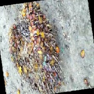 ripe_train (1173).jpg