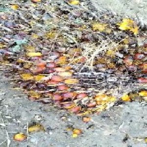 ripe_train (1175).jpg