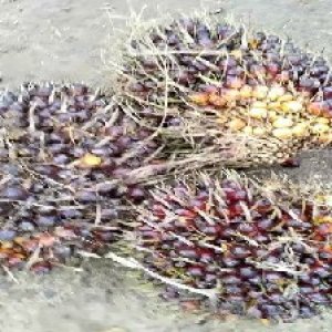 underripe_train (1004).jpg