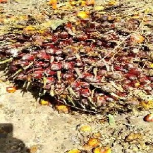 underripe_train (101).jpg