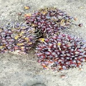 underripe_train (1014).jpg