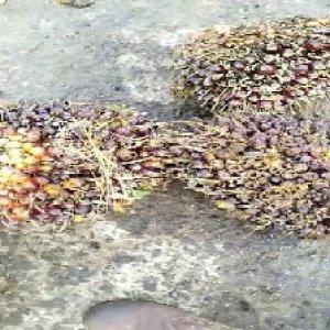 underripe_train (1024).jpg