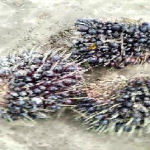 unripe_train (1005).jpg