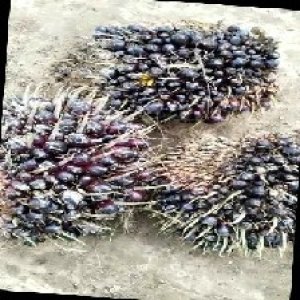 unripe_train (1007).jpg