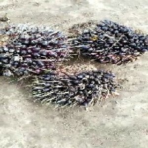 unripe_train (1011).jpg