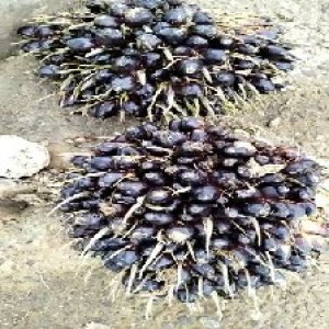 unripe_train (1034).jpg