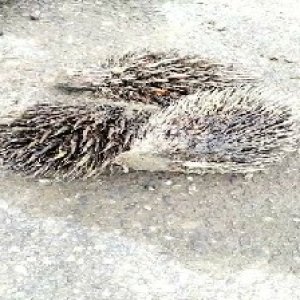 defect_valid (109).jpg