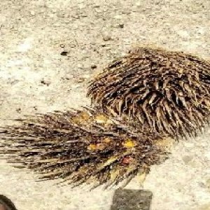 defect_valid (113).jpg