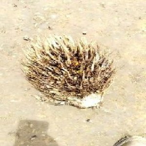 defect_valid (130).jpg