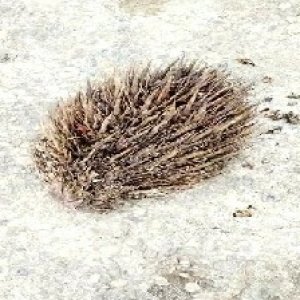 defect_valid (133).jpg